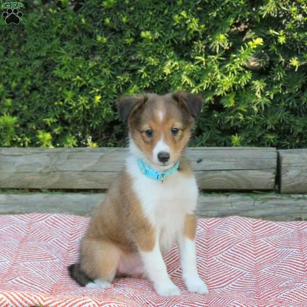 Harry, Sheltie Puppy