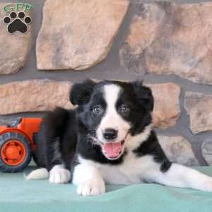 Harry, Border Collie Puppy