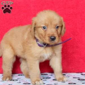 Harry, Golden Retriever Puppy