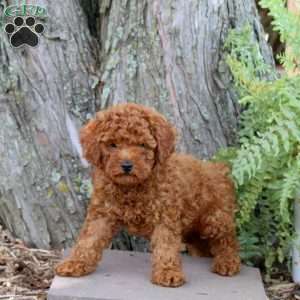 Harry, Miniature Poodle Puppy