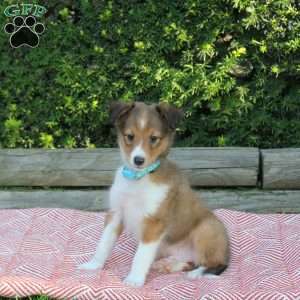 Harry, Sheltie Puppy