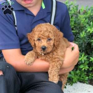 Harry, Havapoo Puppy