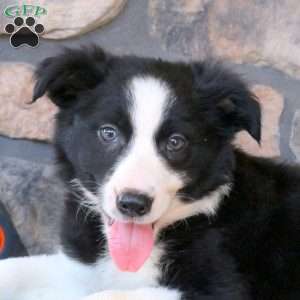 Harry, Border Collie Puppy