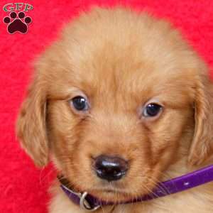 Harry, Golden Retriever Puppy