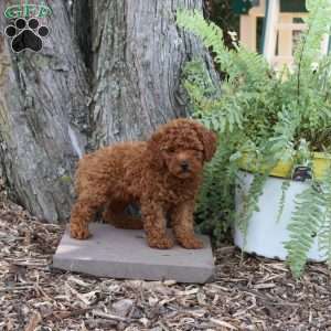 Harry, Miniature Poodle Puppy
