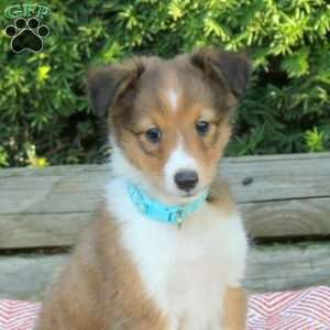 Harry, Sheltie Puppy
