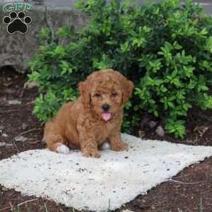 Harry, Havapoo Puppy