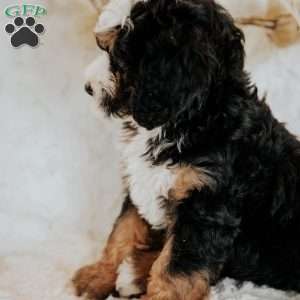 Harry, Mini Bernedoodle Puppy