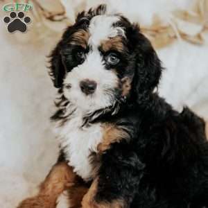Harry, Mini Bernedoodle Puppy