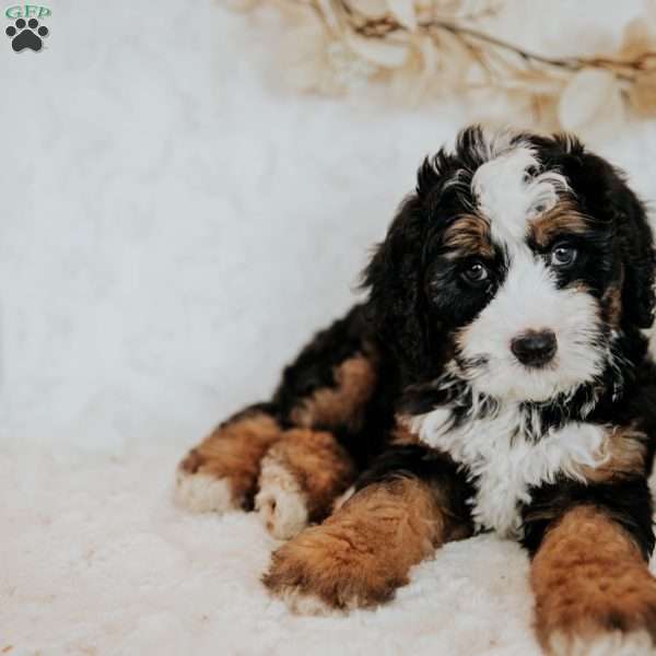 Harry, Mini Bernedoodle Puppy