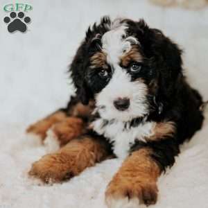Harry, Mini Bernedoodle Puppy