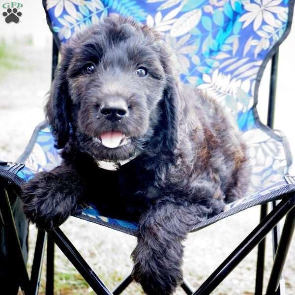 Harry, Goldendoodle Puppy