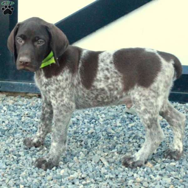 Harvey, German Shorthaired Pointer Puppy