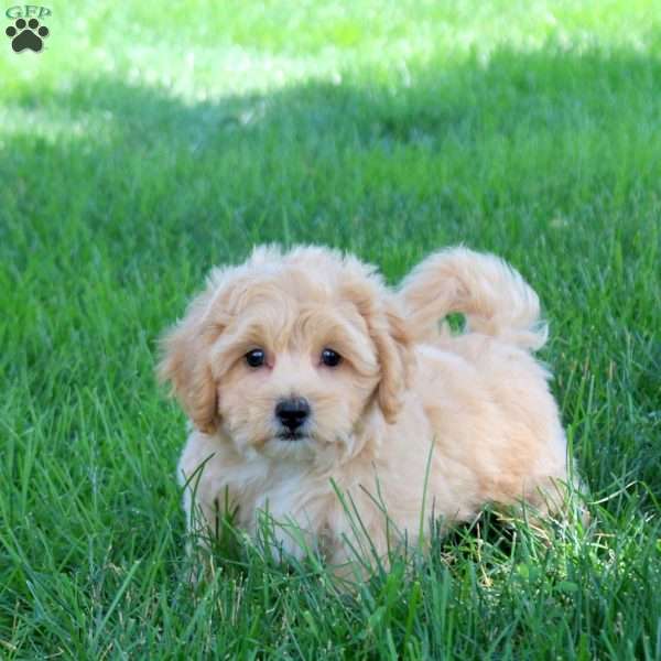Harvey, Bich-Poo Puppy