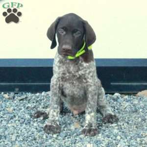 Harvey, German Shorthaired Pointer Puppy