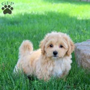 Harvey, Bich-Poo Puppy