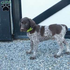 Harvey, German Shorthaired Pointer Puppy