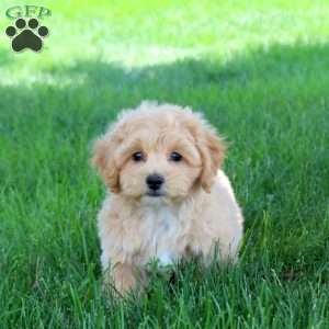 Harvey, Bich-Poo Puppy