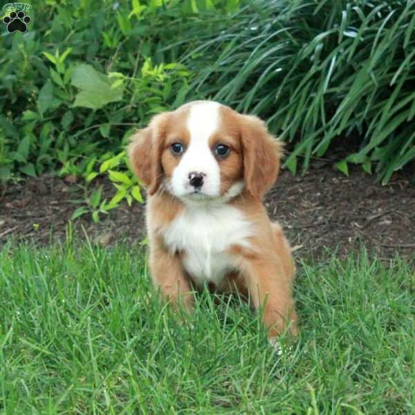 Hashbrown, Miniature Bernese Mountain Dog Puppy
