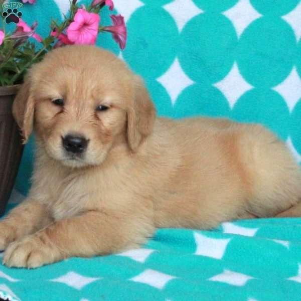 Hashbrown, Golden Retriever Puppy