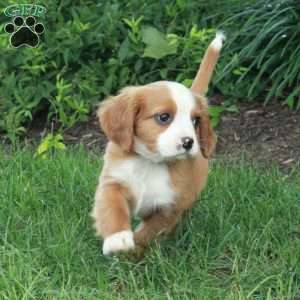 Hashbrown, Miniature Bernese Mountain Dog Puppy