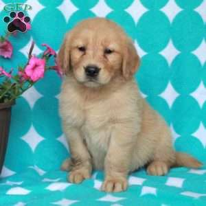 Hashbrown, Golden Retriever Puppy