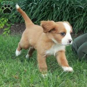 Hashbrown, Miniature Bernese Mountain Dog Puppy