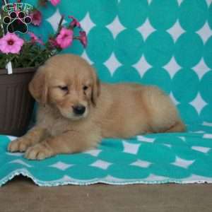 Hashbrown, Golden Retriever Puppy