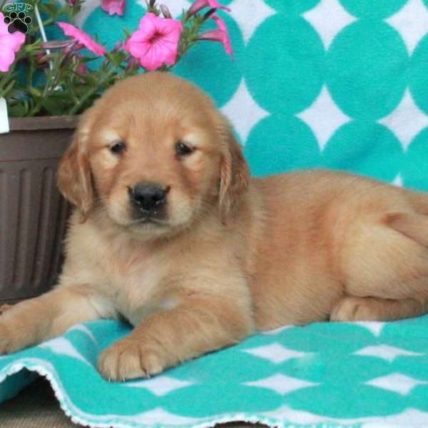 Hattie, Golden Retriever Puppy