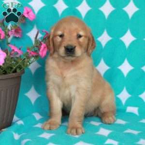 Hattie, Golden Retriever Puppy