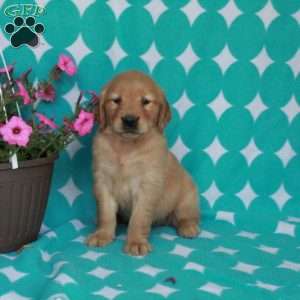 Hattie, Golden Retriever Puppy