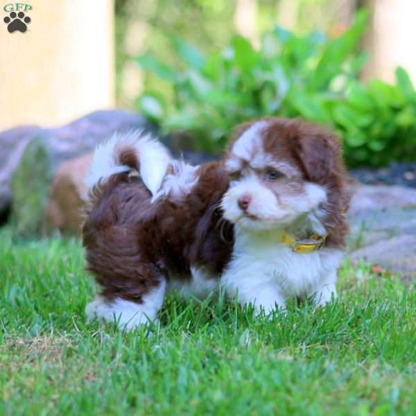 Haven, Havanese Puppy