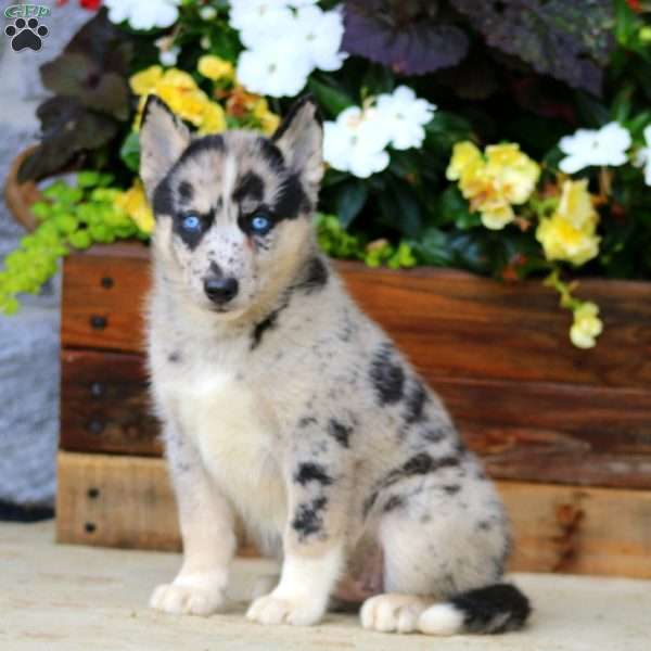 Haven, Pomsky Puppy