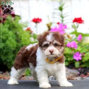 Haven, Havanese Puppy