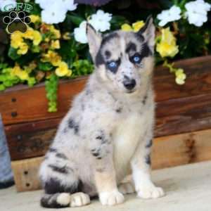 Haven, Pomsky Puppy