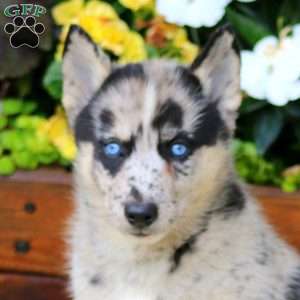 Haven, Pomsky Puppy