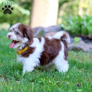 Haven, Havanese Puppy