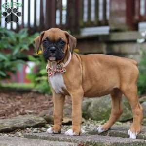 Hazel, Boxer Puppy