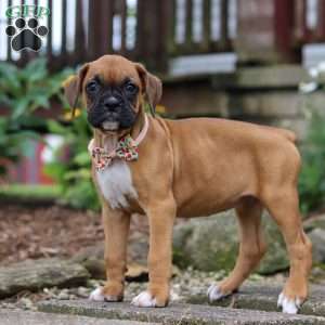 Hazel, Boxer Puppy