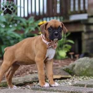 Hazel, Boxer Puppy