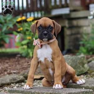 Hazel, Boxer Puppy
