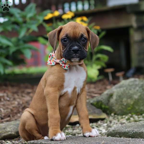 Hazel, Boxer Puppy