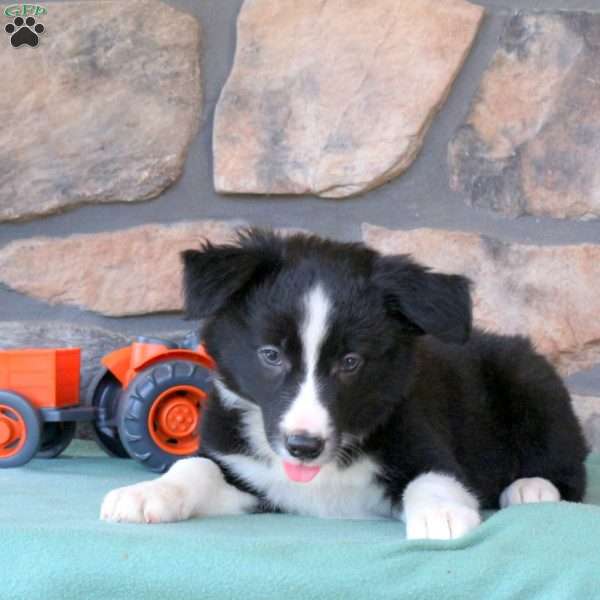 Hazel, Border Collie Puppy