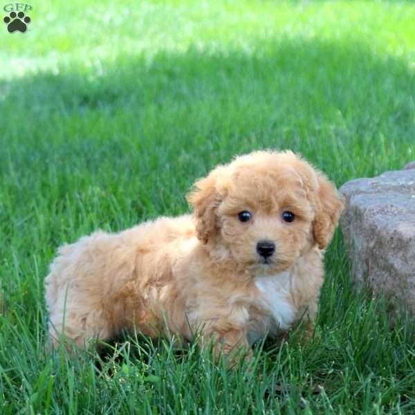 Hazel, Bich-Poo Puppy