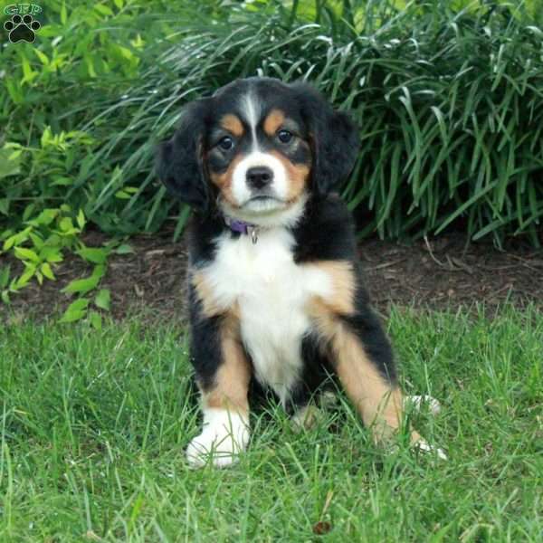 Hazel, Miniature Bernese Mountain Dog Puppy