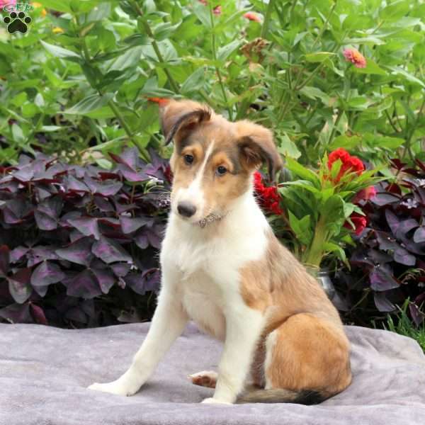 Hazel, Sheltie Puppy
