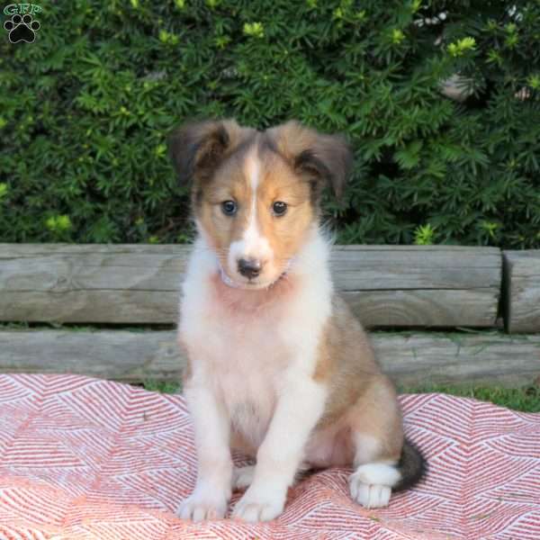 Hazel, Sheltie Puppy