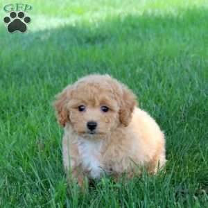 Hazel, Bich-Poo Puppy
