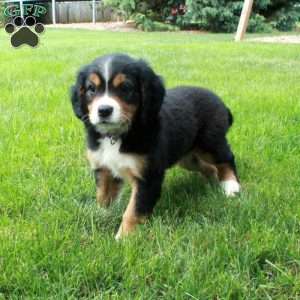 Hazel, Miniature Bernese Mountain Dog Puppy