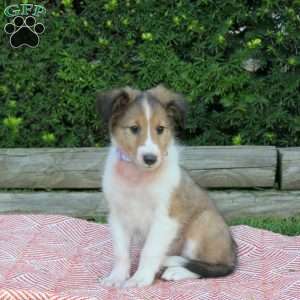 Hazel, Sheltie Puppy